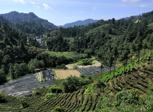 湖南保靖县：黄金茶“冲”出致富路