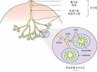 产妇乳头上有白脓包(产妇乳房长白色脓包怎么办)