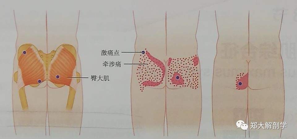 产妇骨盆疼怎么回事(产后骨盆疼是什么原因)