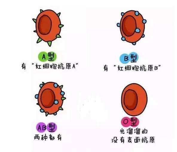 o型血怀孕怎么预防溶血(o型血怀孕怎么预防溶血症)