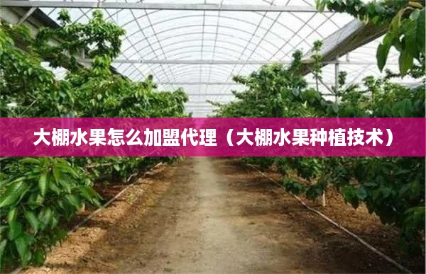 大棚水果怎么加盟代理（大棚水果种植技术）