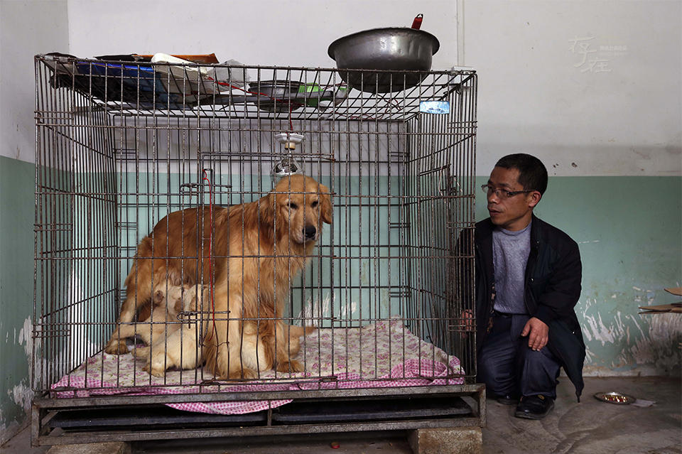 犬舍怎么加盟（犬舍投资大吗）