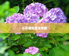 斗花鱼加盟全攻略