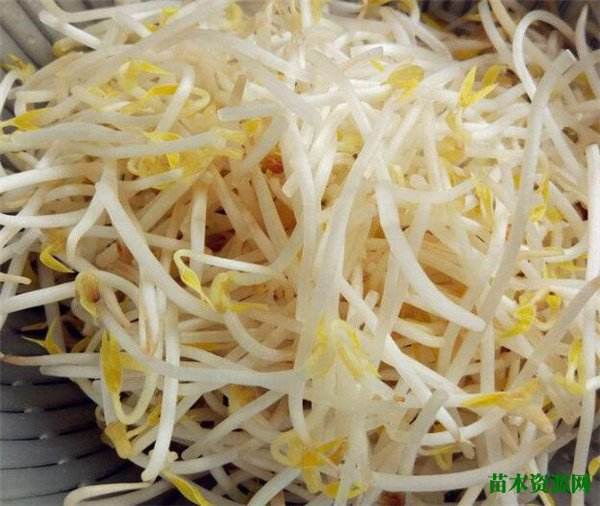 绿豆芽营养价值 绿豆芽营养价值与食用功效