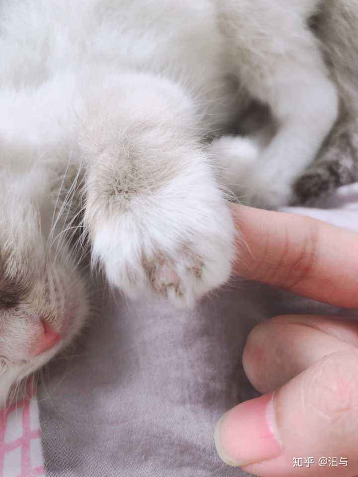 预防猫癣小妙招(人预防猫癣小妙招)