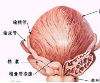 男人蛋疼是什么原因图片