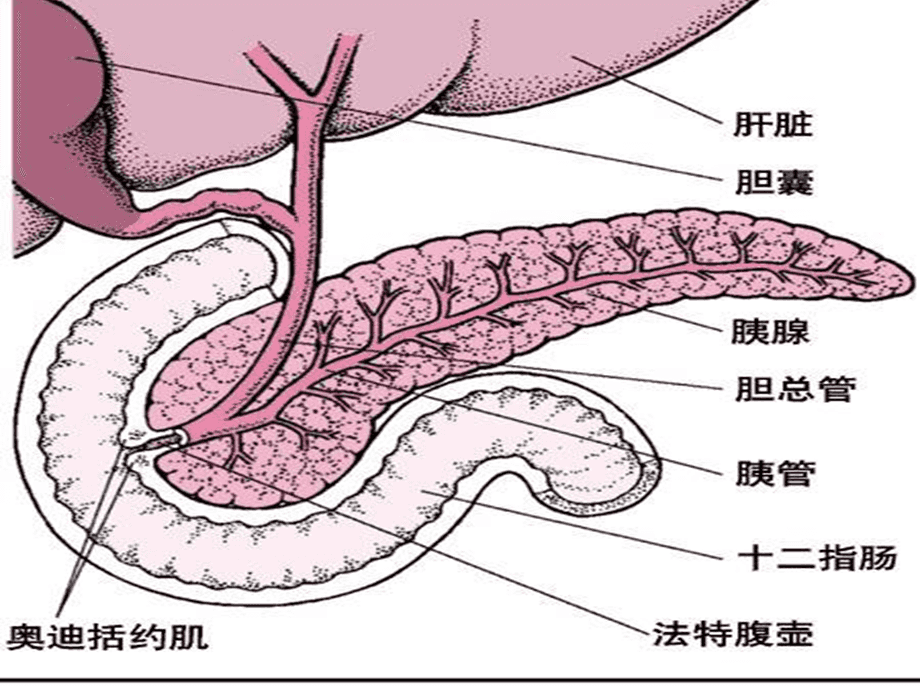 胰腺简笔画图片